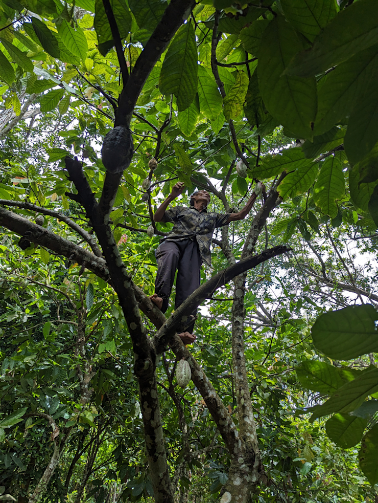 Tak který je zralý? Tak který je zralý?