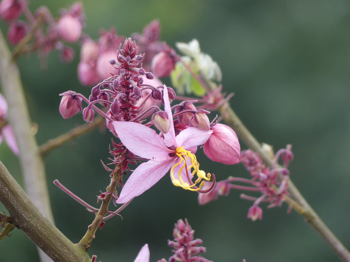 Cassia javanica