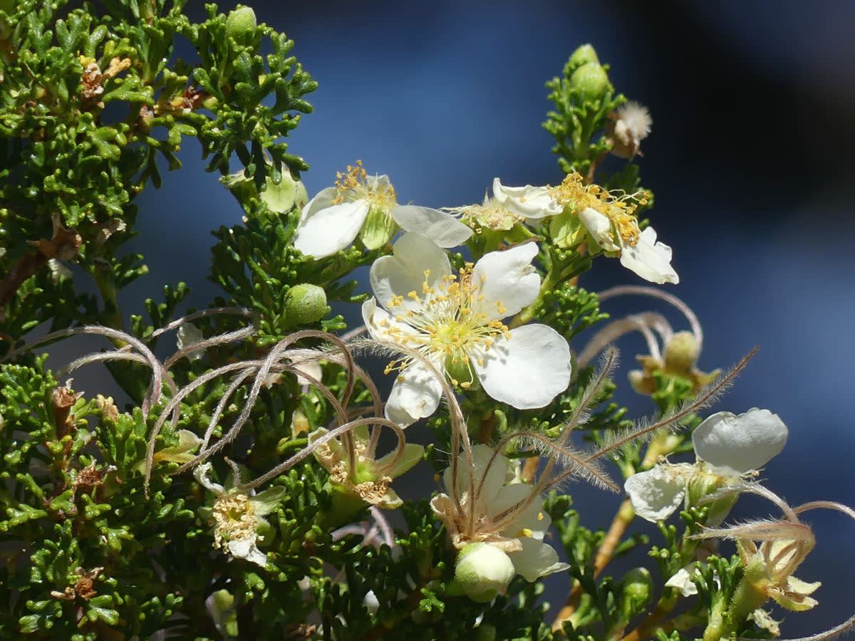 Purshia glandulosa