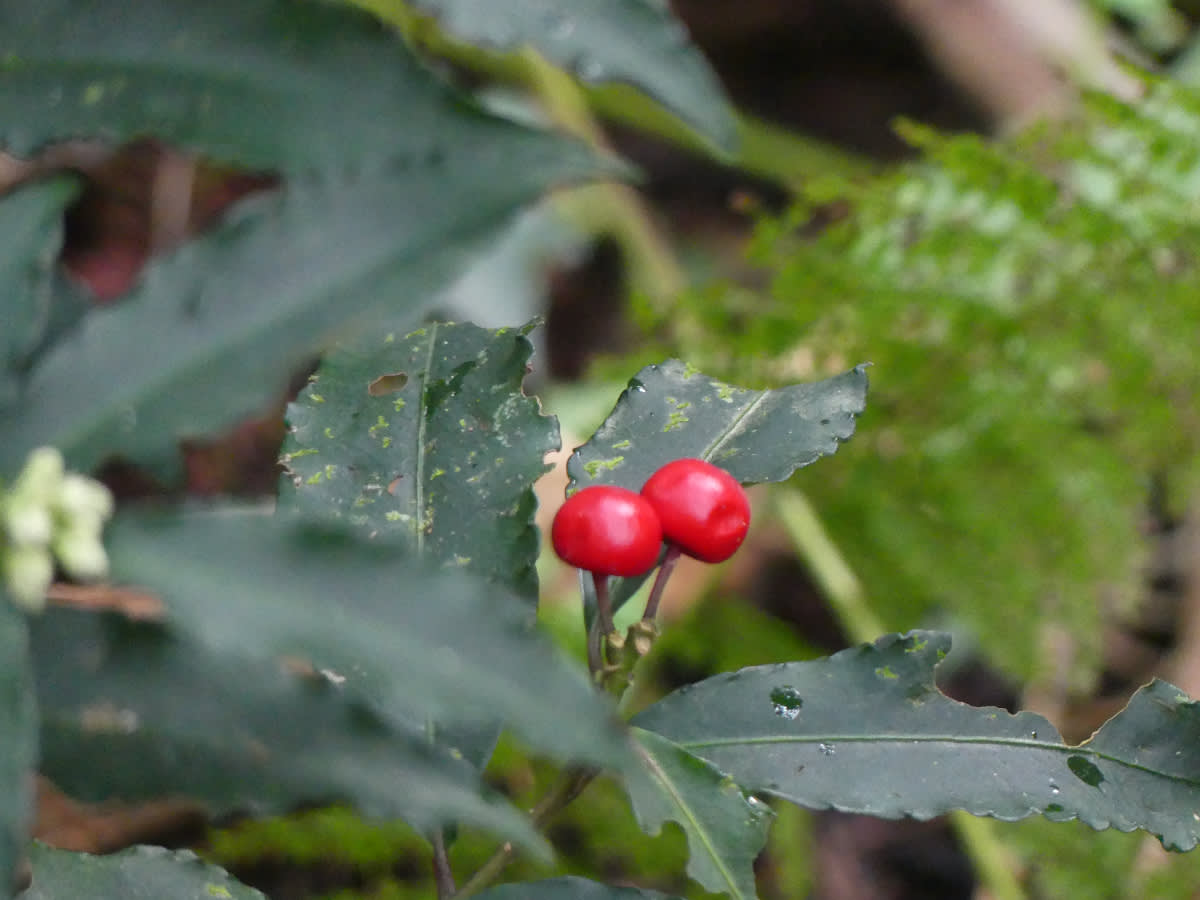 Ardisia crenata