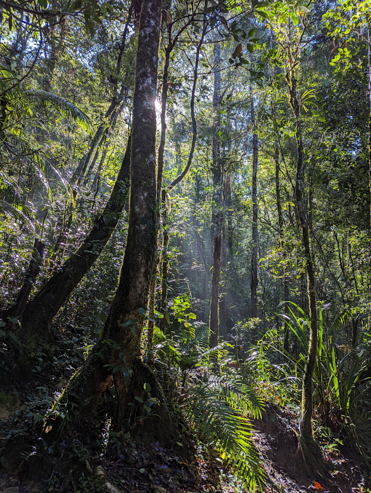 Ranní prales Ranní prales