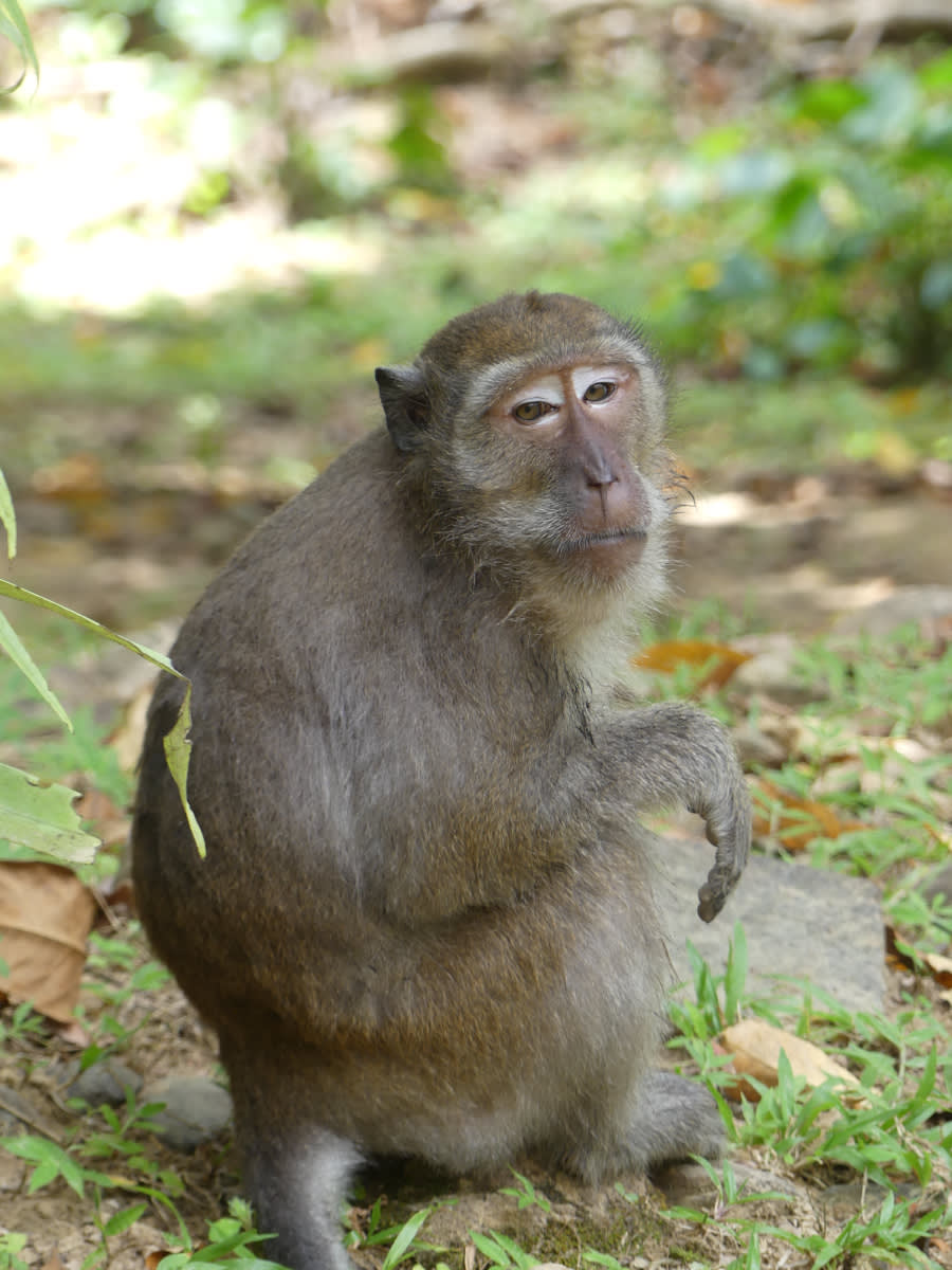 Long tail makak
