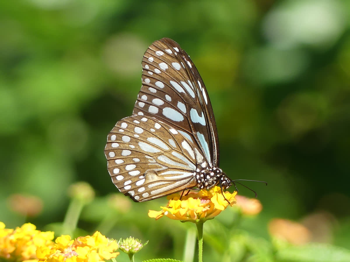 Motýl pravděpodobně Tirumala limniace