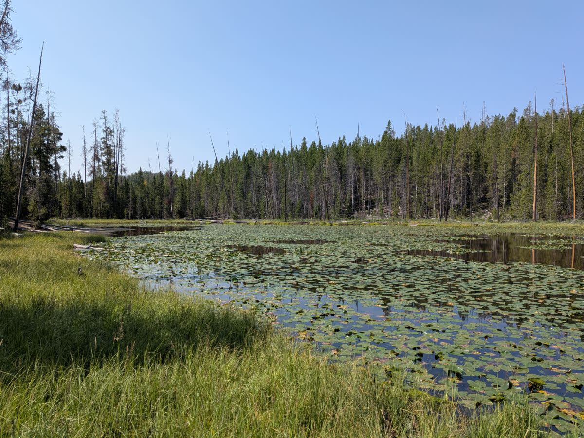 Lily Pad lake