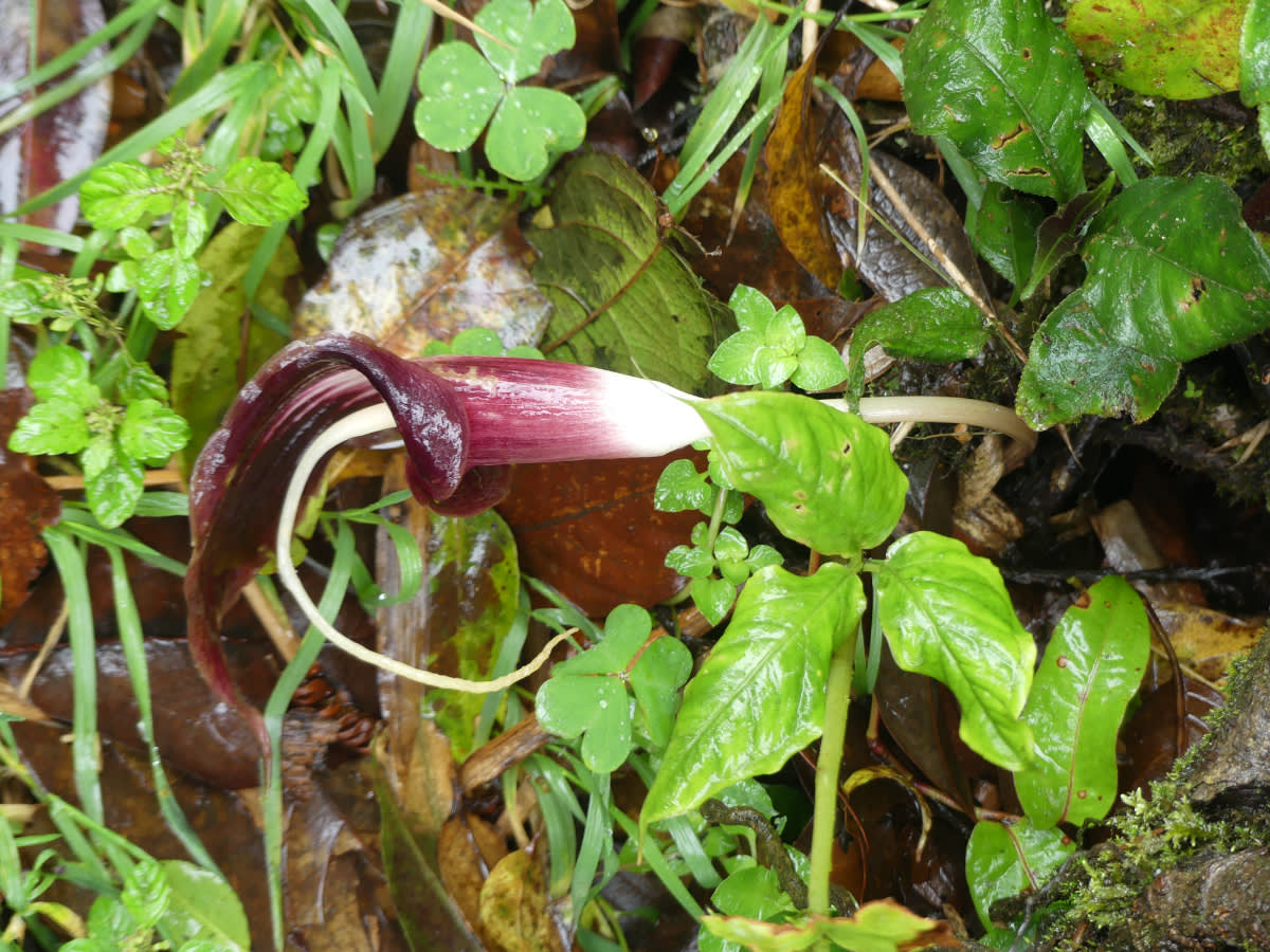 Arizéma z čeledi áronovité Arisaema filiforme