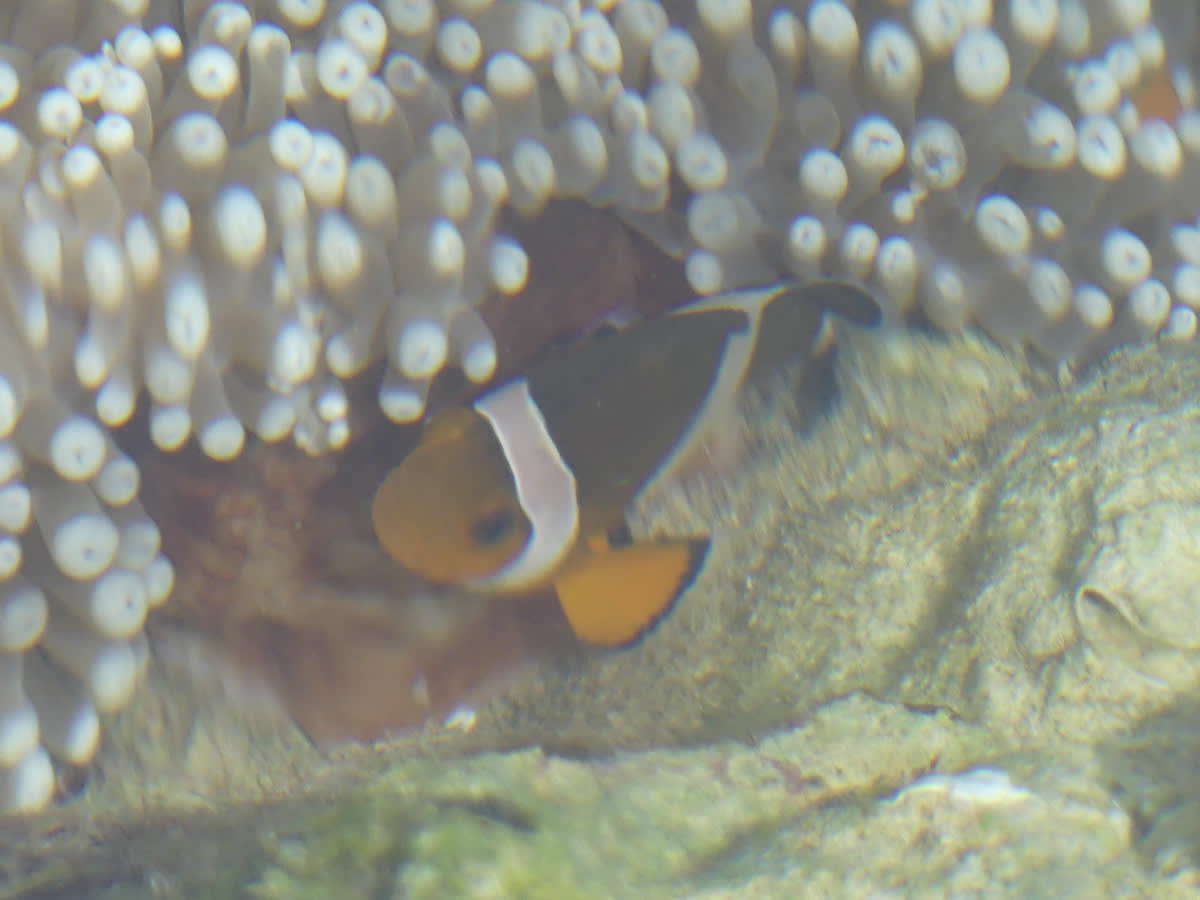 Našel se Nemo, v odpadcích