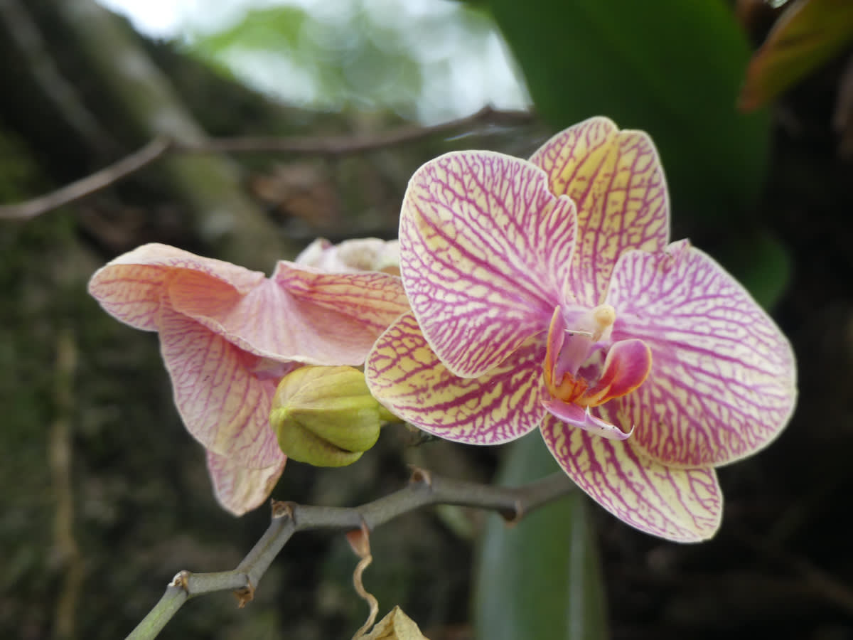 Vyšlechtěná orchidej rodu Phalenopsis