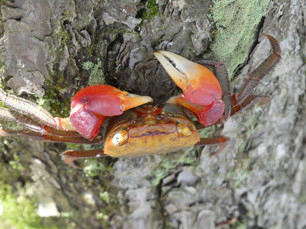 Krab Chiromantes haematocheir