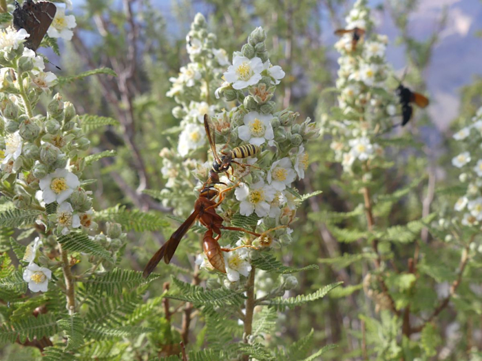 Vosy (Polistes carolina a rod uzlatka (Cerceris intricata)