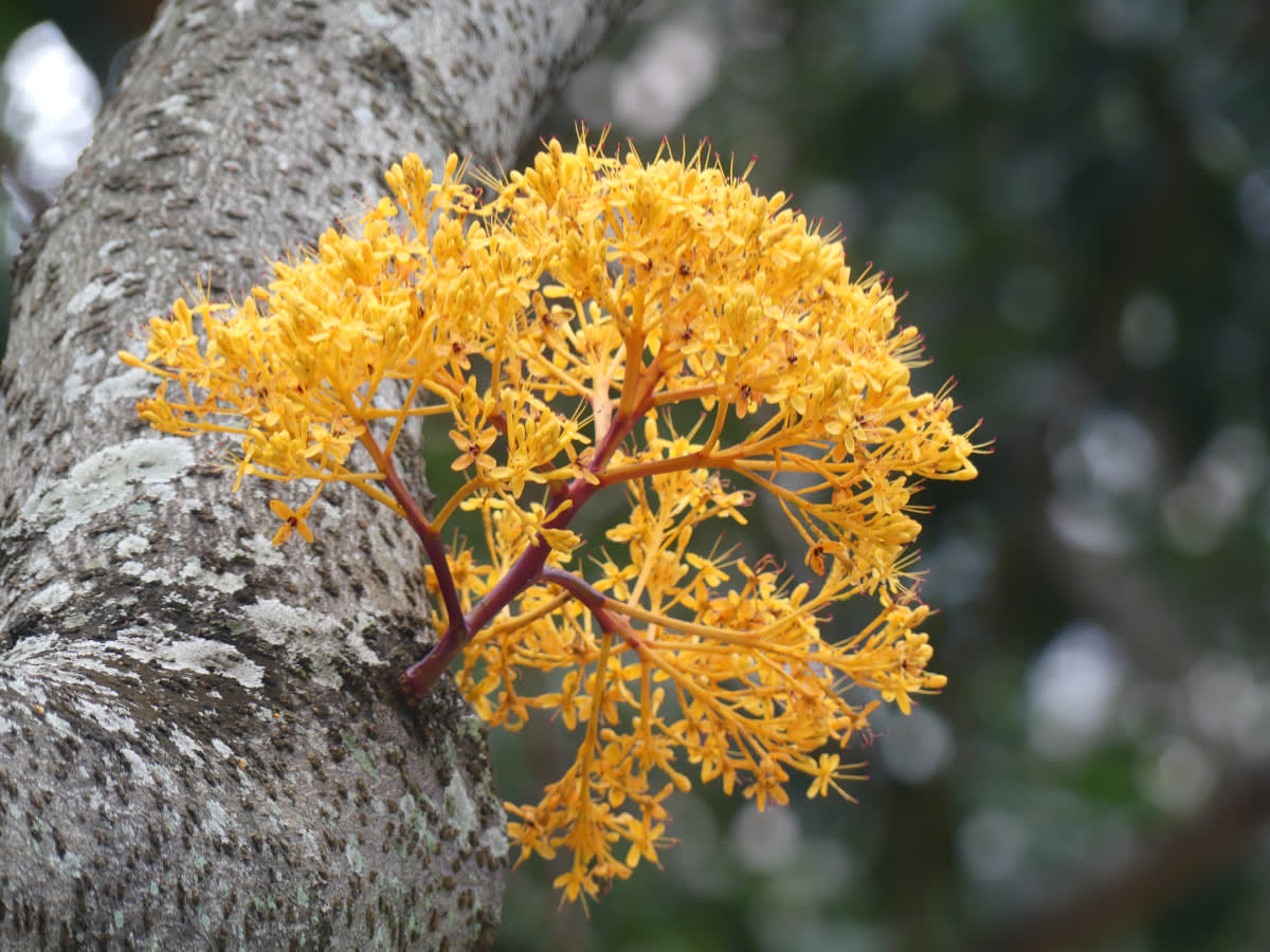 Saraka (Saraca thaipingensis)