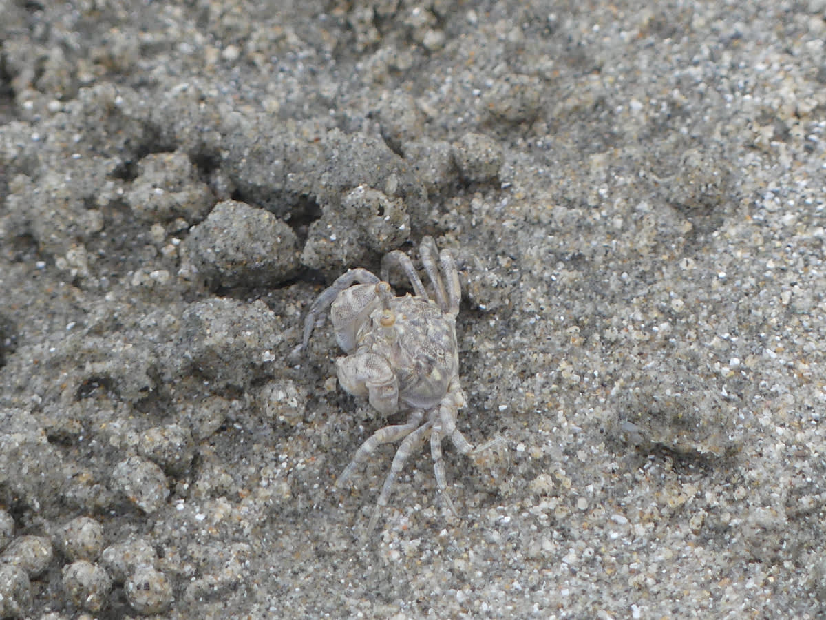 Krab Ocypode asi pallidula (ghost crab)