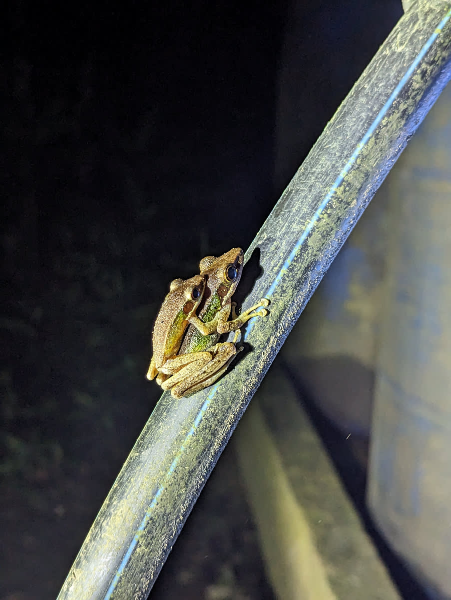 Skokan Chalcorana raniceps