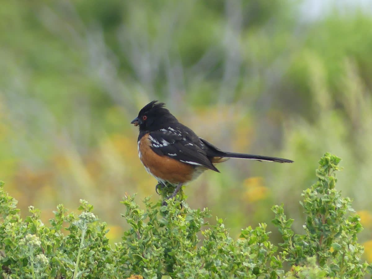 Pipilo maculatus