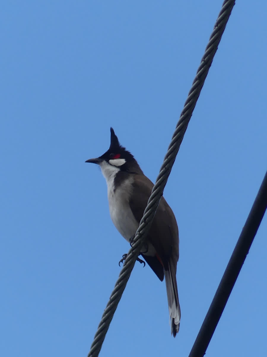 Bulbul červenouchý