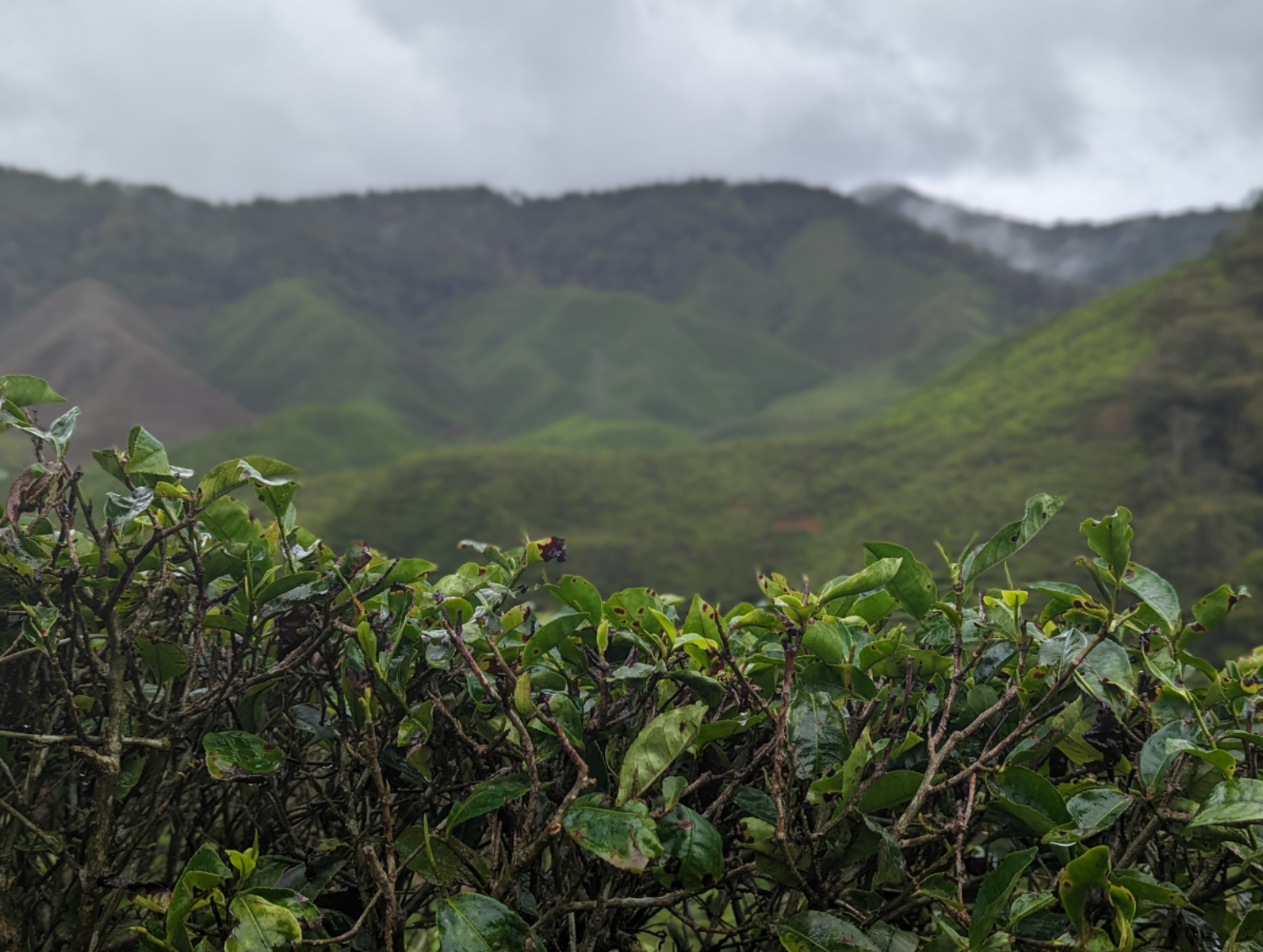 Čajové plantáže a prales Čajové plantáže a prales