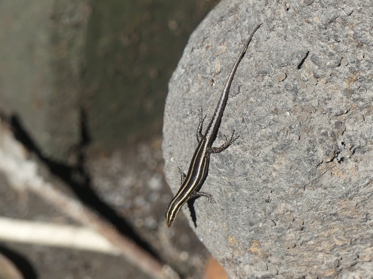 Ještěrka z ubytka (Emoia caeruleocauda)