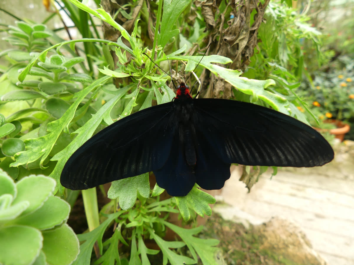 Otakárek Atrophaneura varuna