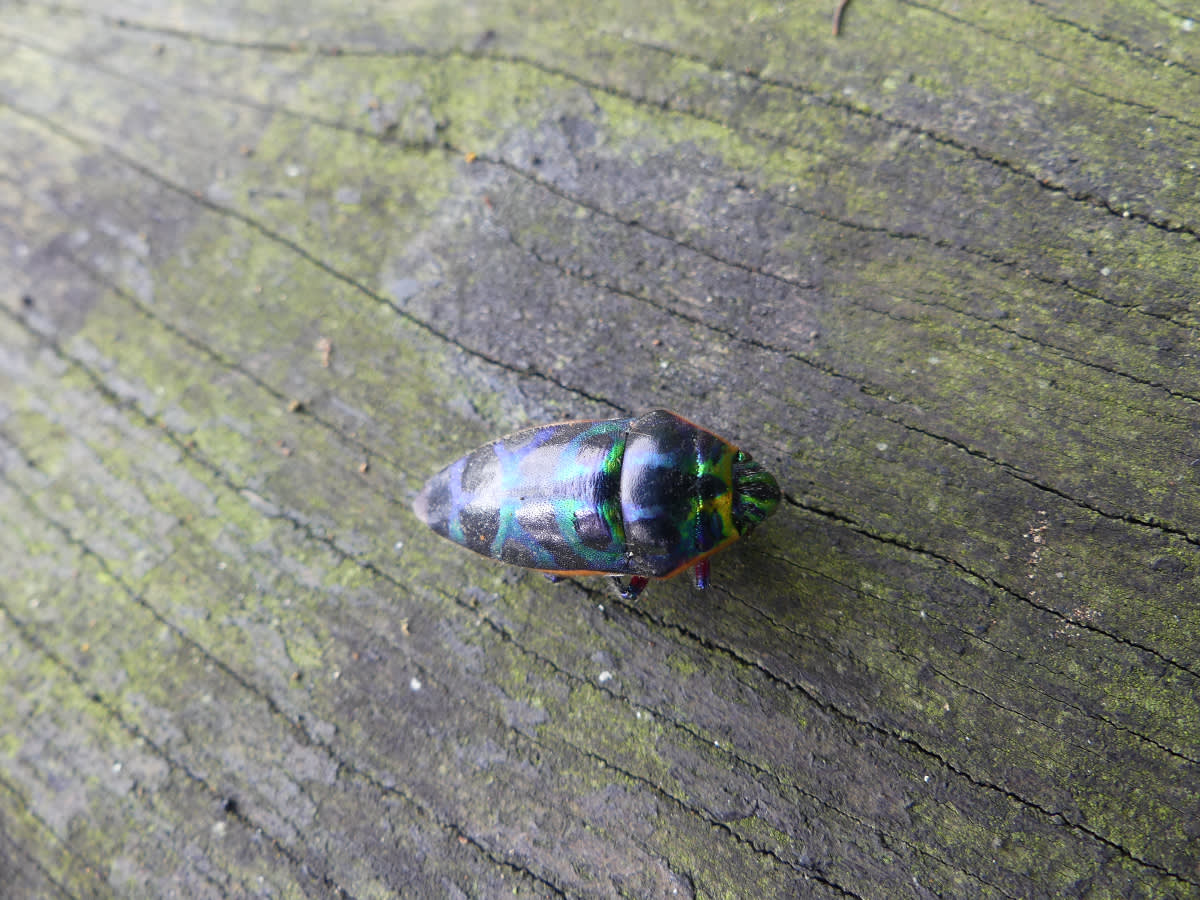 Scutellera perplexa