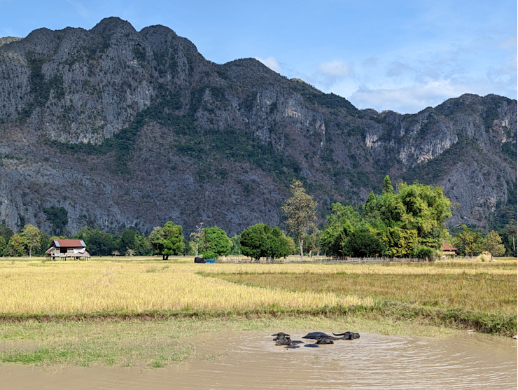 Koupající se buvoli Koupající se buvoli