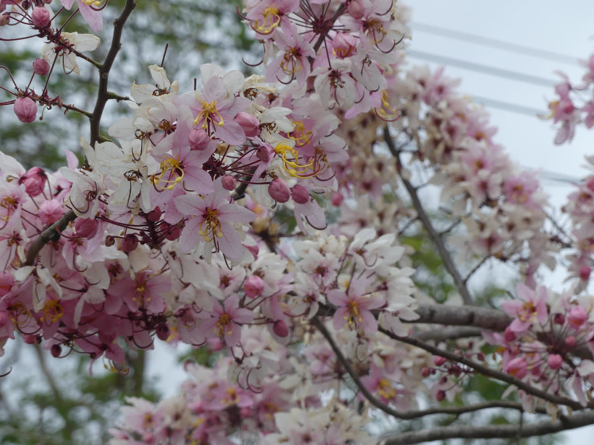 Cassia Bakeriana