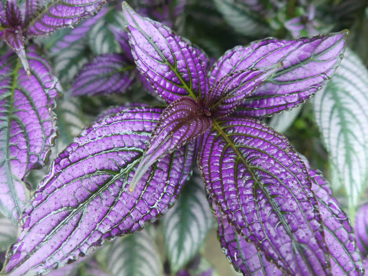Strobilanthes dyeriana