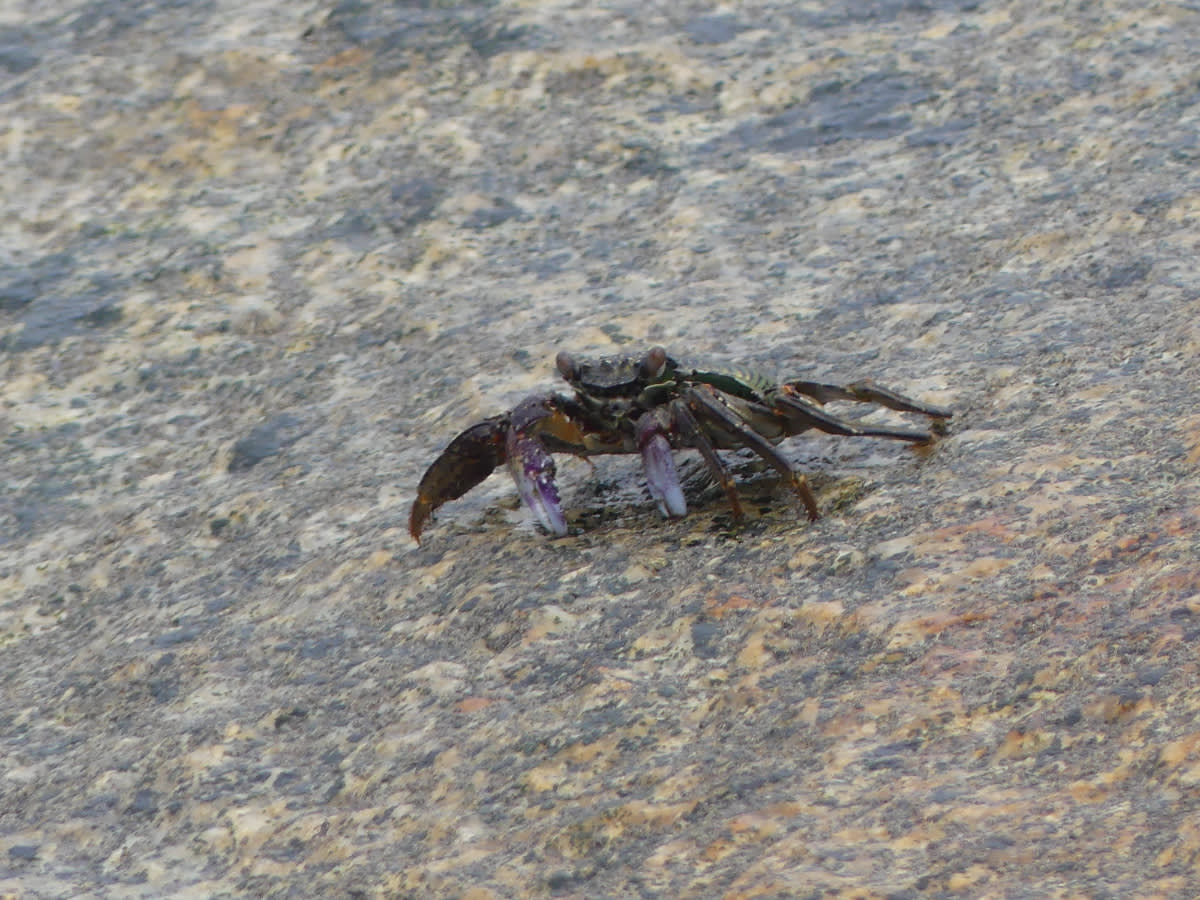 Krab Leptograpsus variegatus