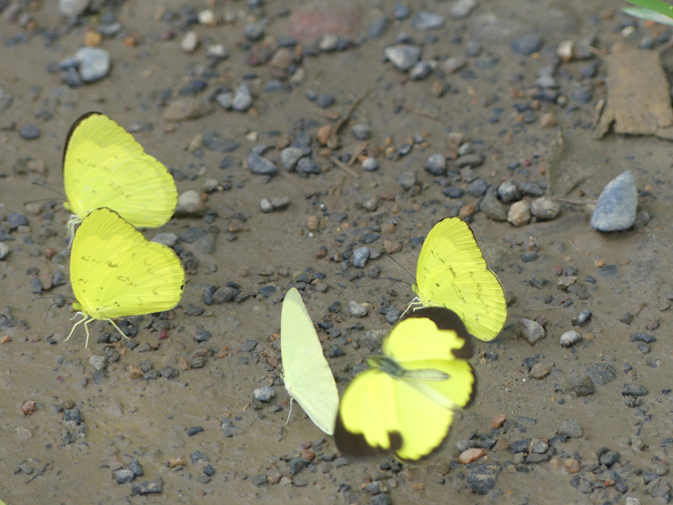 Žluťásek rodu Eurema