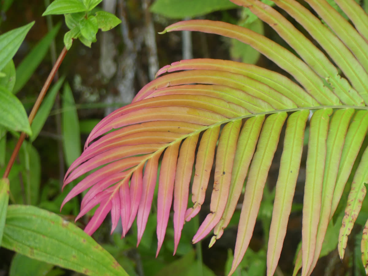 Kapradina rodu Blechnum