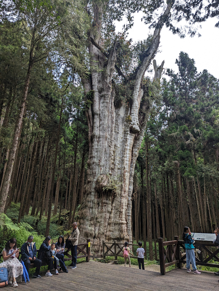 Taiwanský cyprišek Chamaecyparis formosensis Taiwanský cyprišek Chamaecyparis formosensis