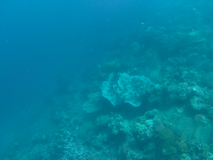 Najdi želvu Najdi želvu