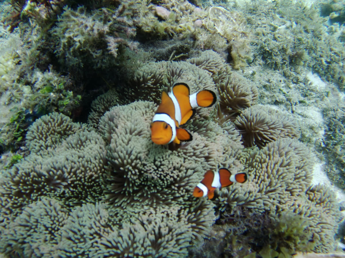 Nemo 