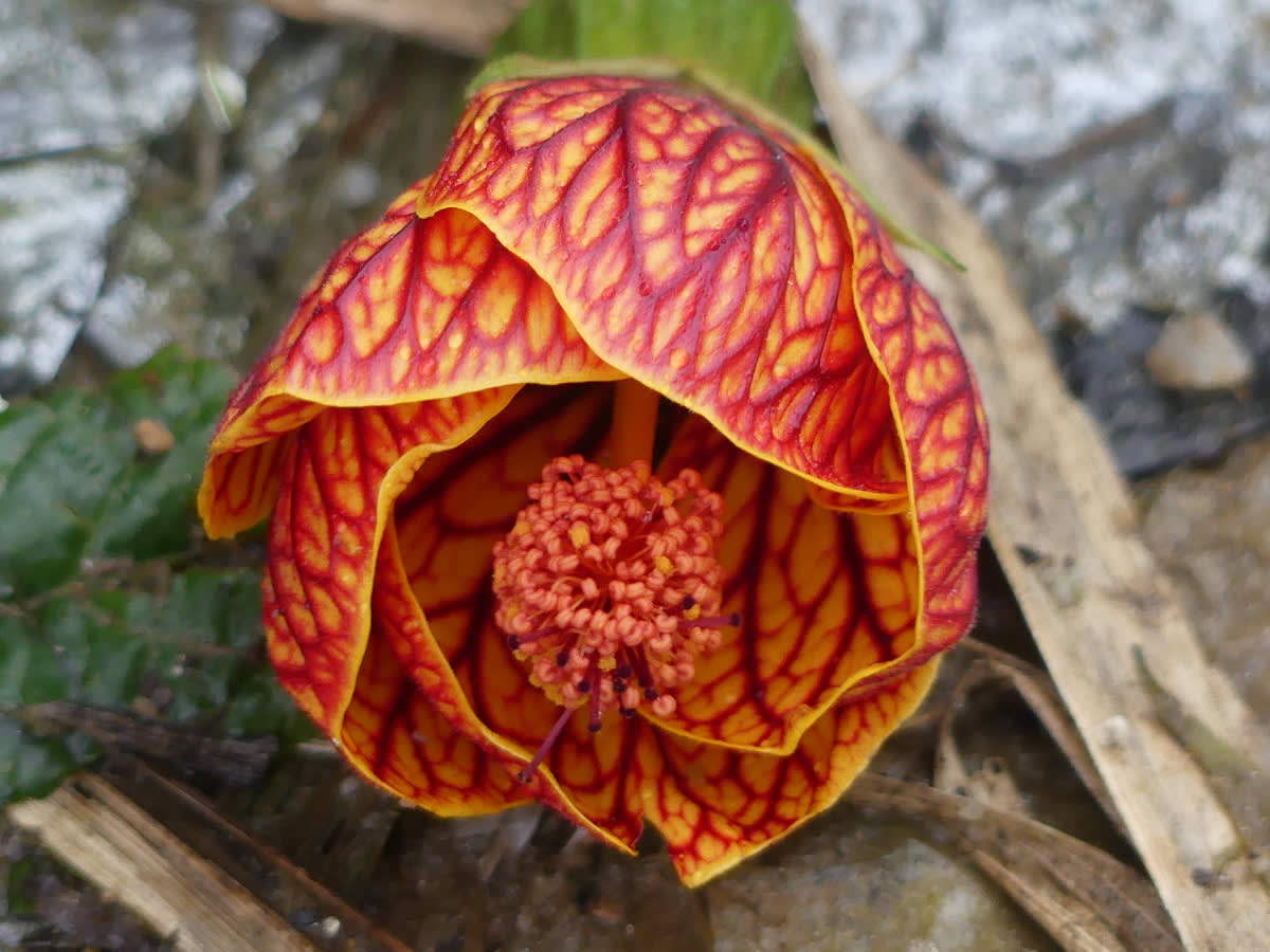 Sléz Callianthe picta