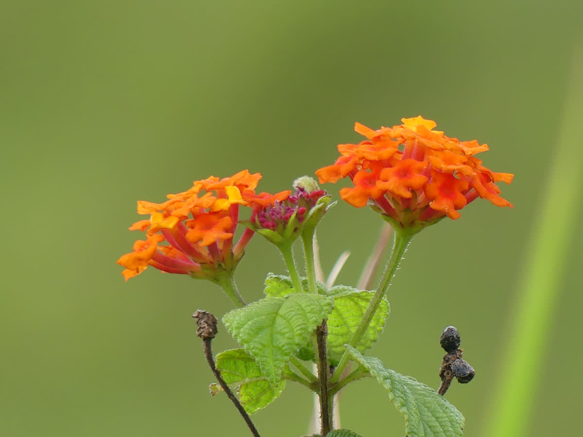 Libora neboli lantana měnivá