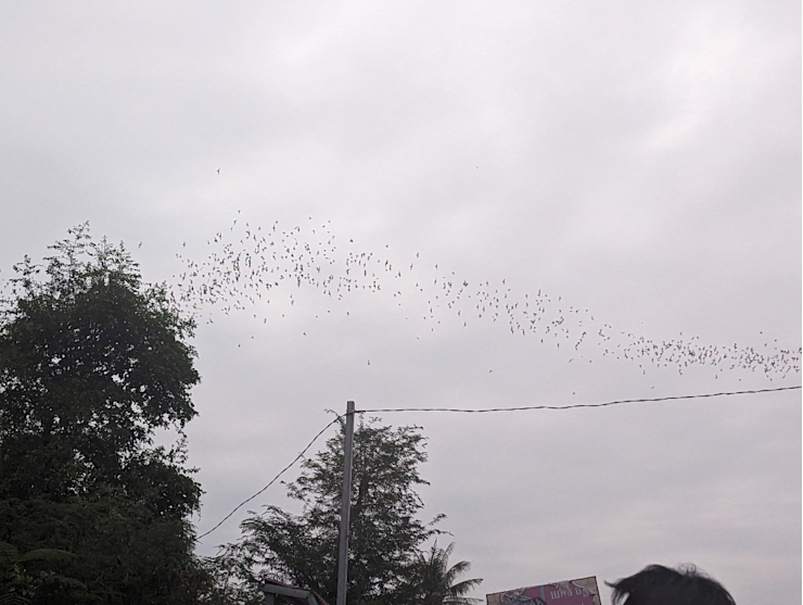 Milión netopýrů Milión netopýrů