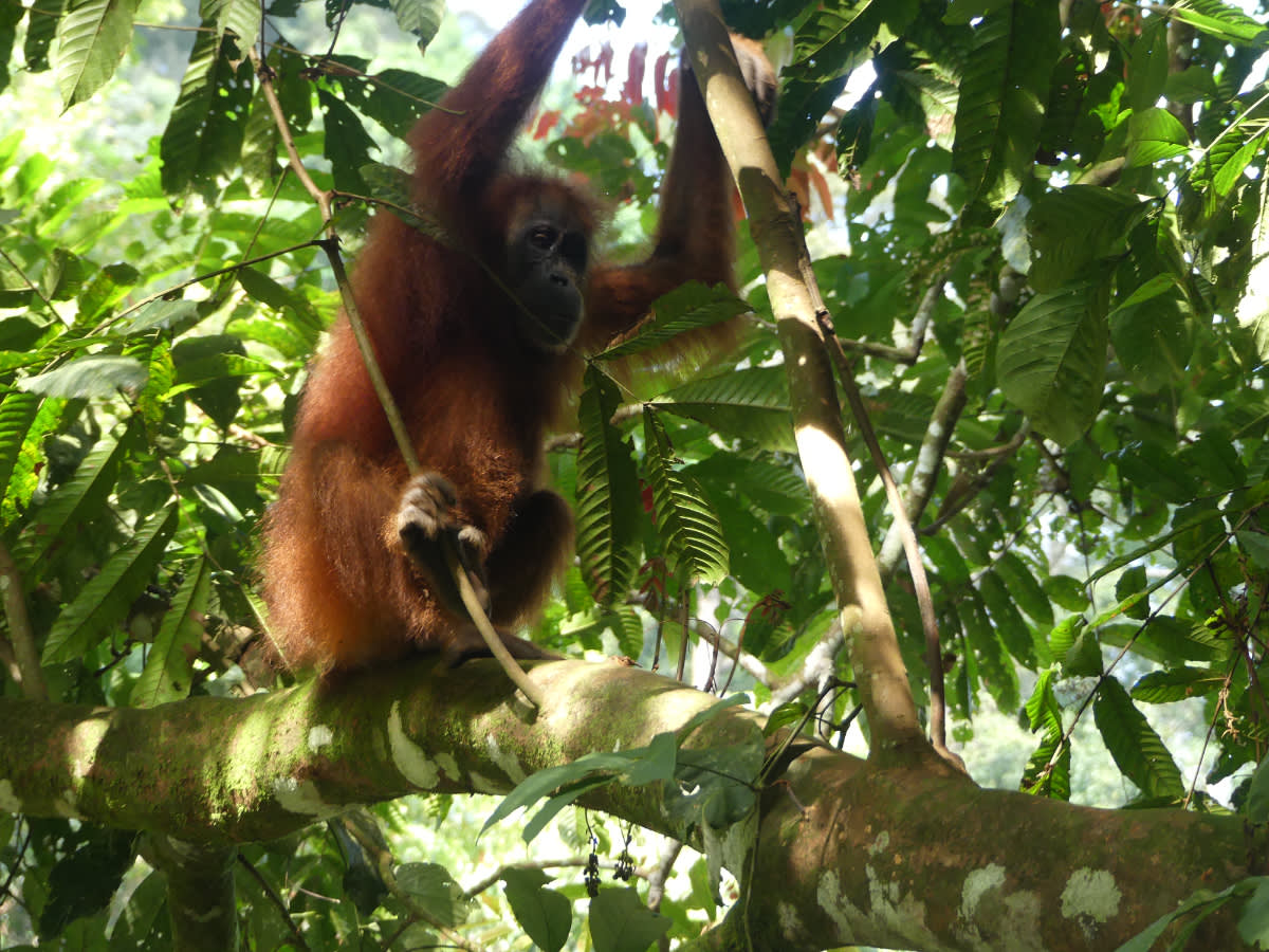 Orangutaní puberťačka
