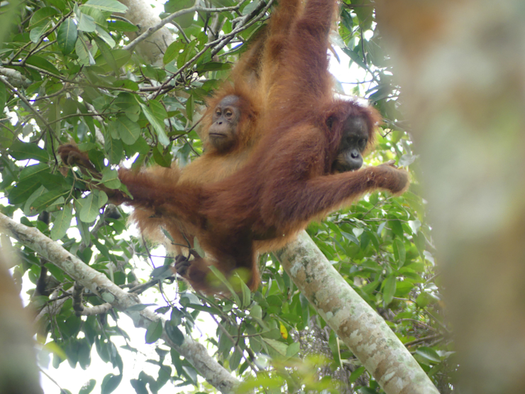 Orangutan bornejský