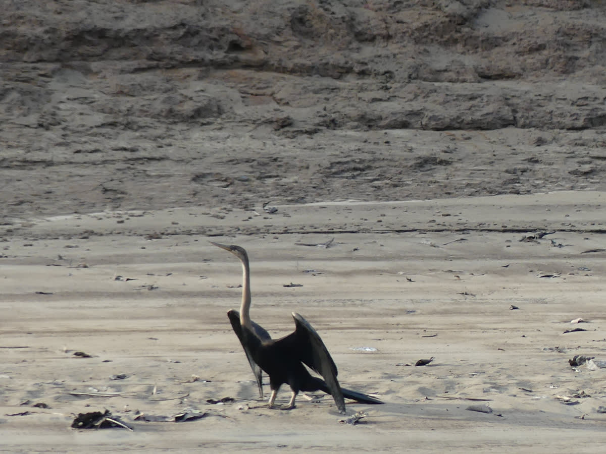 Anhinga rezavá