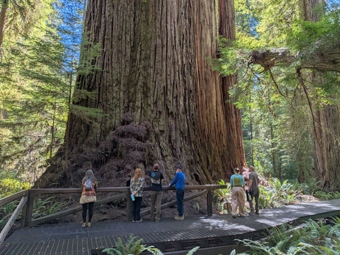 Grove of giants