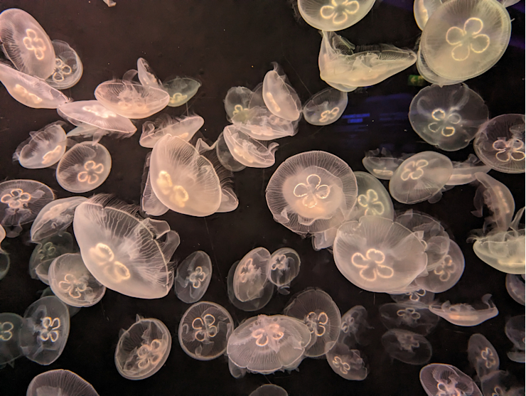 Já se vznáším, já si létám... Já se vznáším, já si létám...