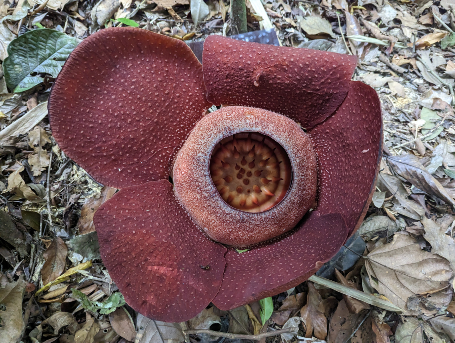 Národní park Khao Sok Národní park Khao Sok