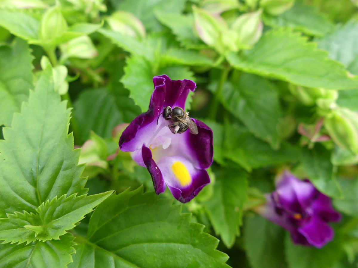 Samotářská včelka na květině (Torenia fournieri)