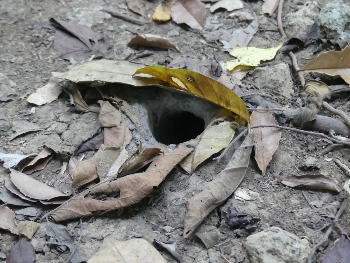 Hnízdo tarantule?