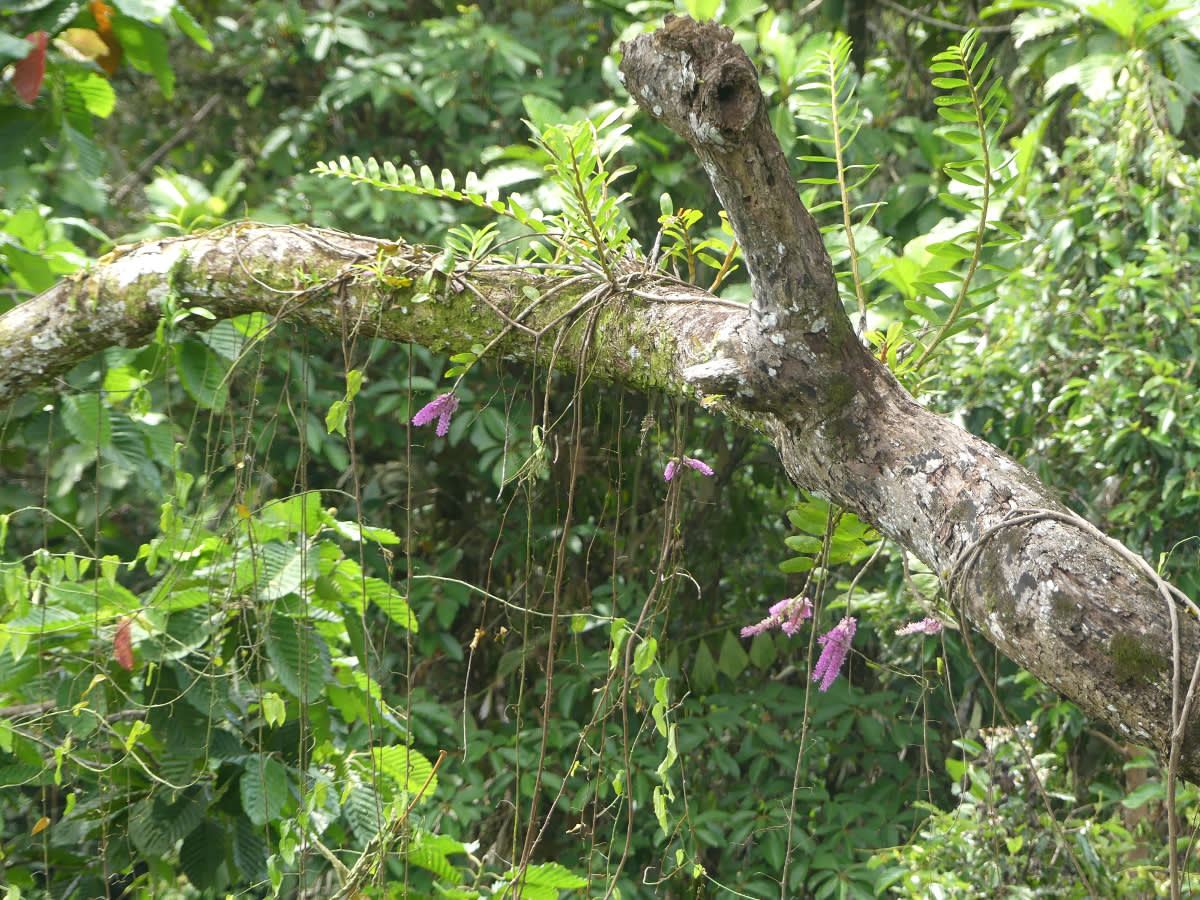 Orchidej Dendrobium secundum