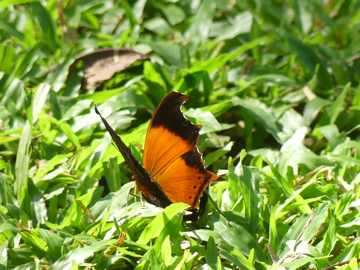 Motýl Rhinopalpa polynice