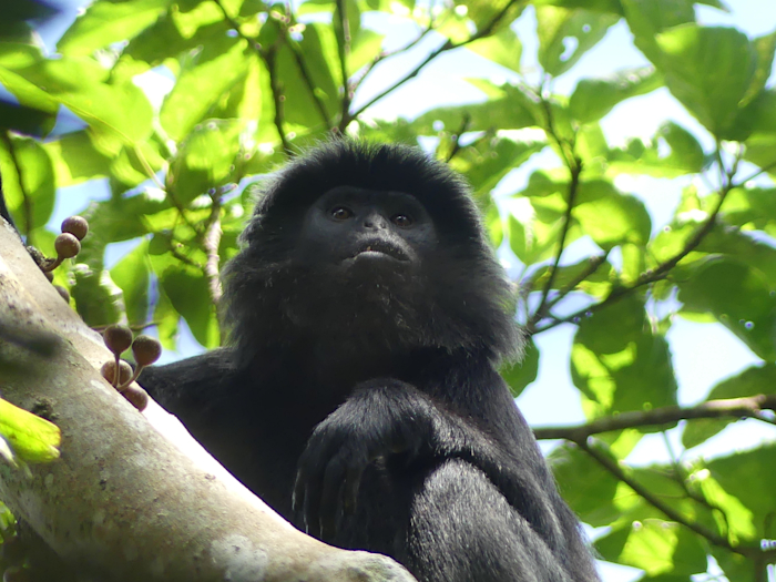 Langur Jávský