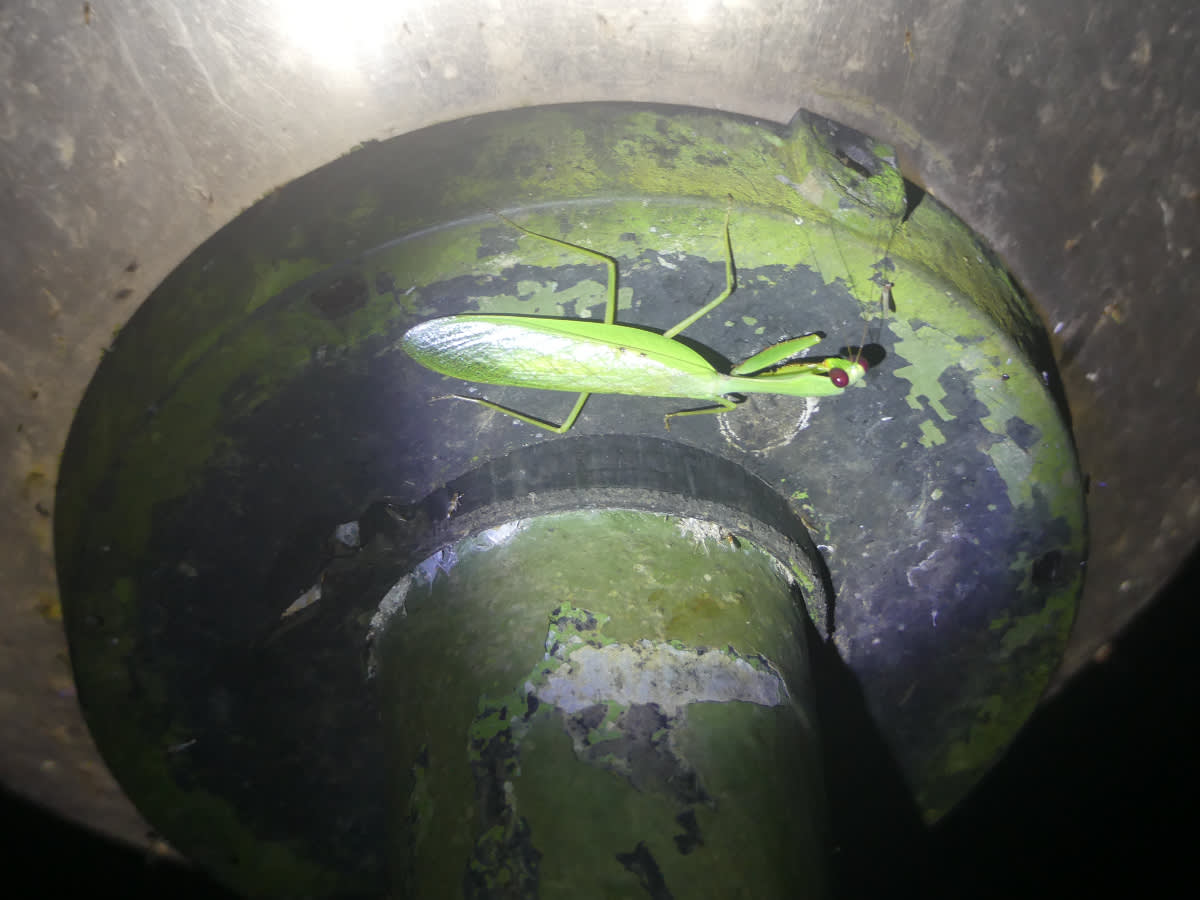 Kudlanka Hierodula venosa