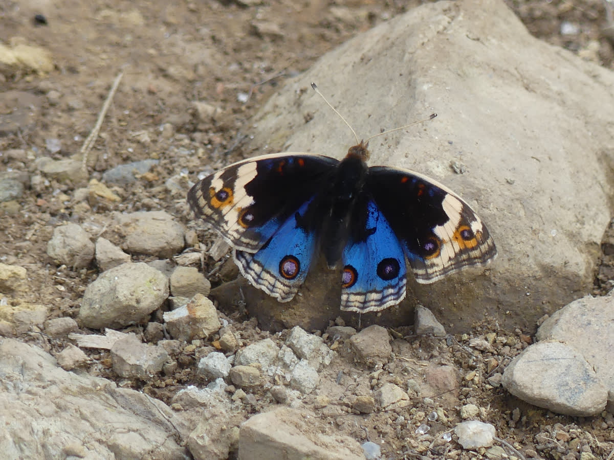 Motýl Junonia orithya
