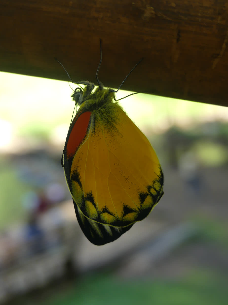 Motýl Delias belisama