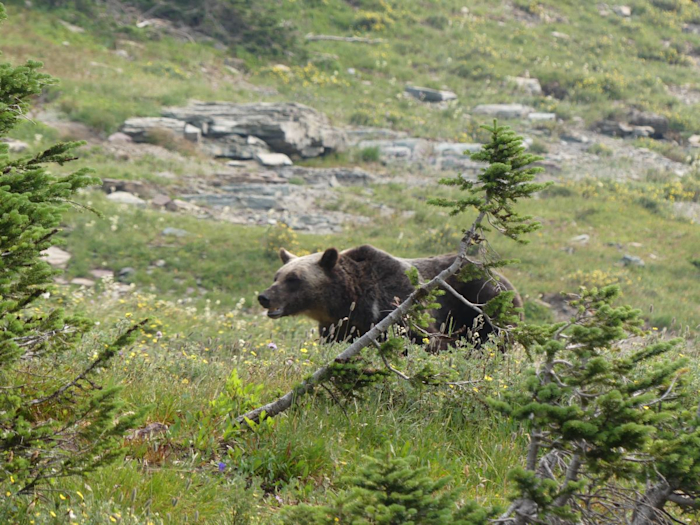 Medvěd grizzly
