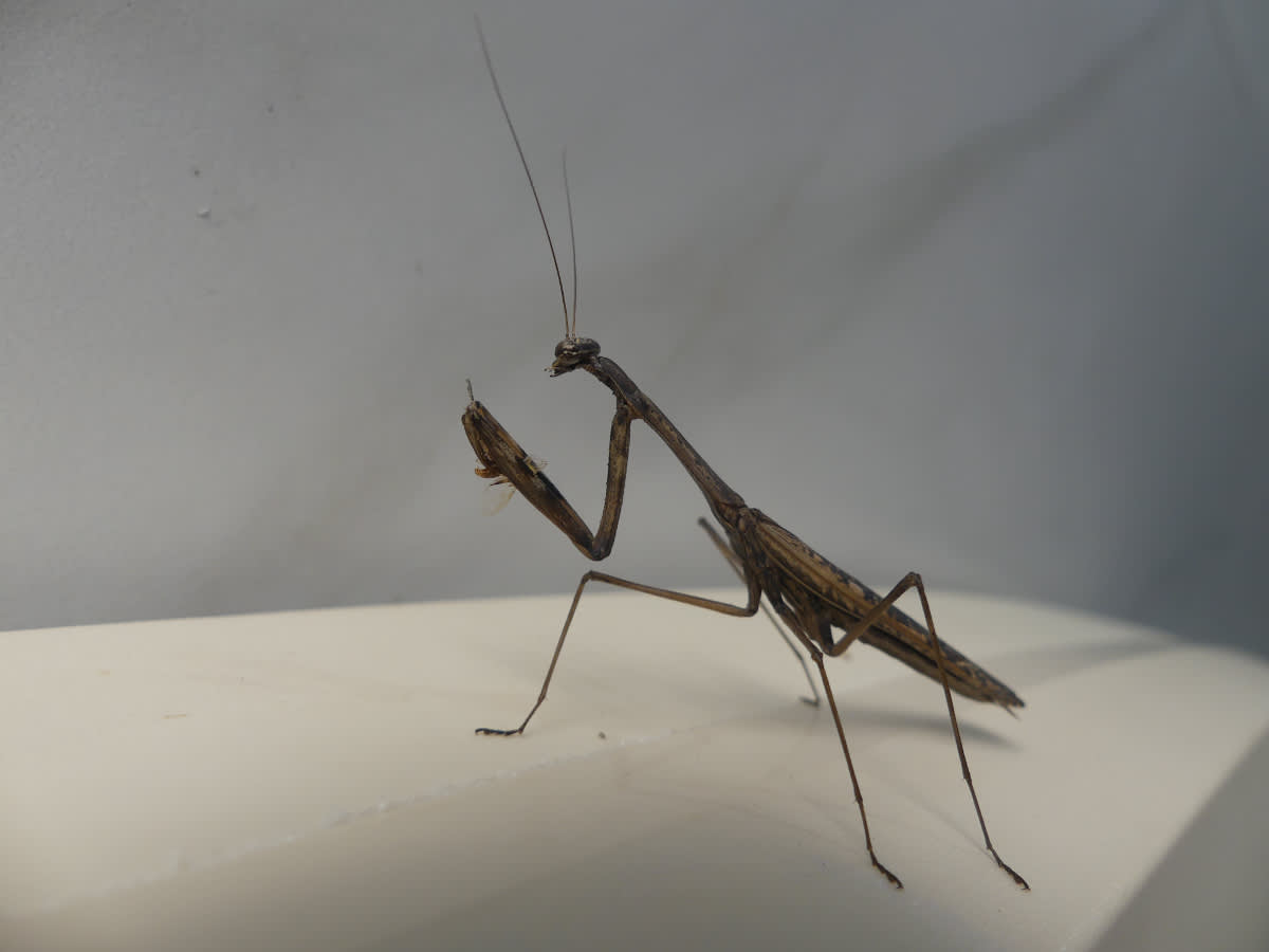 Kudlanka Statilia asi maculata